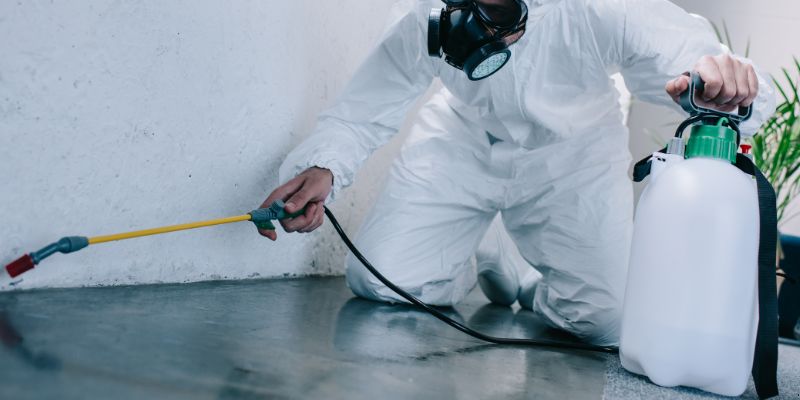 Como é feita a dedetização de baratas em Vitória da Conquista